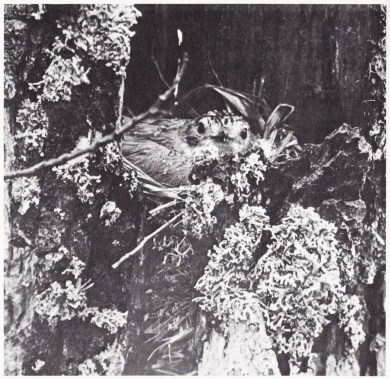 Den grå - en charmig granne. Bild 2