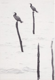 En holländsk polder. Bild 2