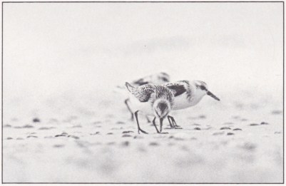 En holländsk polder. Bild 4