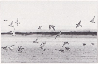 En holländsk polder. Bild 5