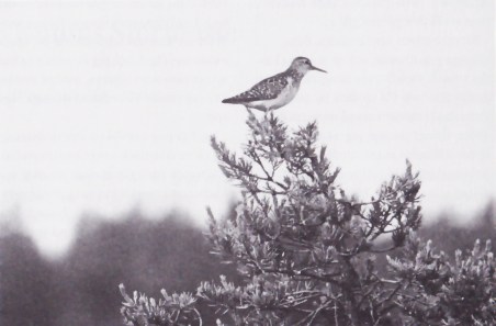 Visnums Stormosse. Bild 1