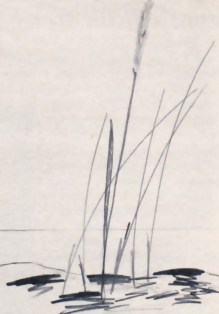 Bland skriktallar. Bild 1