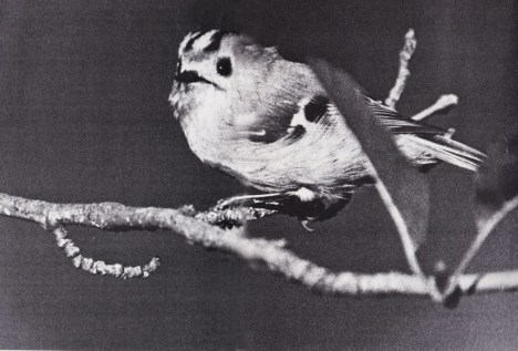 De djupa skogarnas sagokung. Bild.jpg