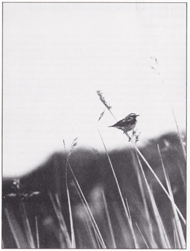 Den anonyma buskskvättan. Bild