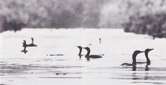 Följ med till Nardenmeer. Bild 4