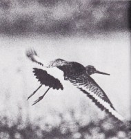 Följ med till Nardenmeer. Bild 7