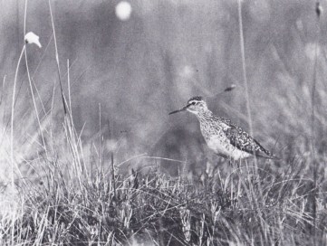 Grön om benen. Bild 1