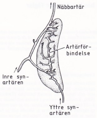 Saltkörteln - ett livsviktigt organ. Bild 2
