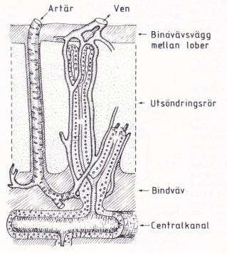 Saltkörteln - ett livsviktigt organ. Bild 3
