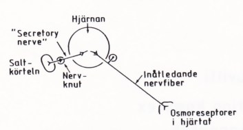 Saltkörteln - ett livsviktigt organ. Bild 5